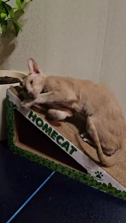HOMECAT Когтеточка Треугольник большой 53х24х24 см купить по низким ...